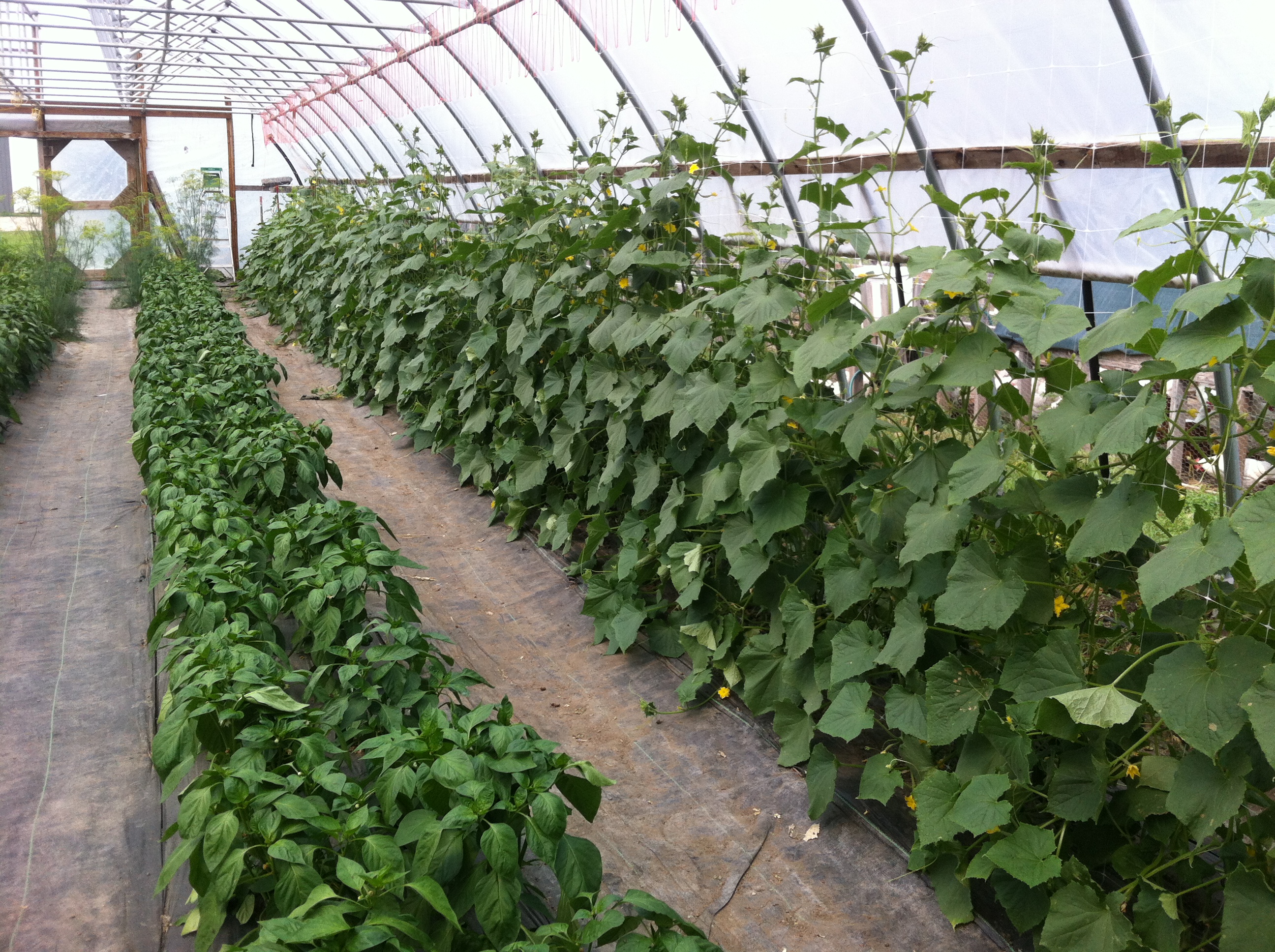 Cedar Creek Garden Cucumbers