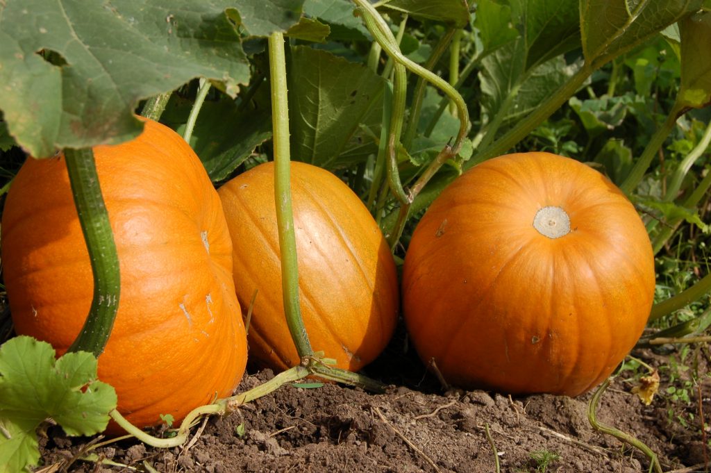 pumpkin