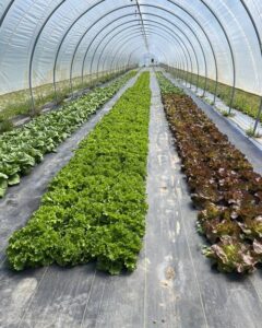 Cedar Creek Gardens