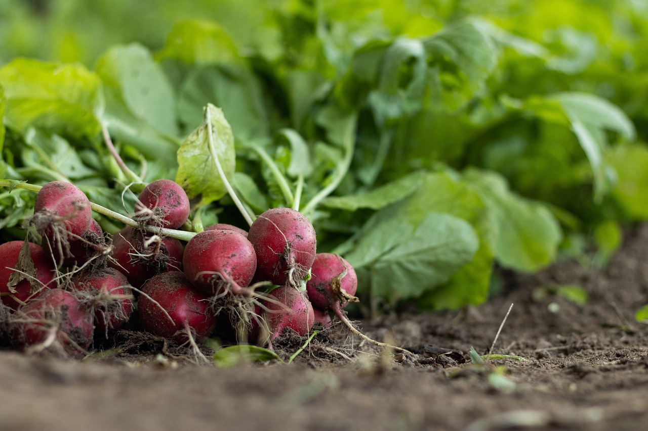 Cedar Creek Gardens Fresh Produce grown naturally